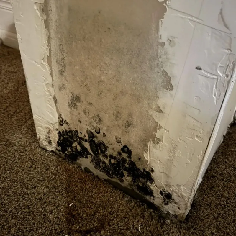 Professional Mold Removal in Henderson, NV